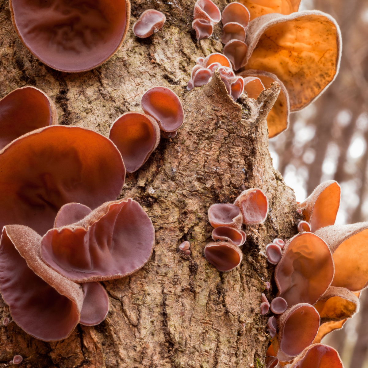 Organiskā Auricularia auricula – kaltētu sēņu pulveris