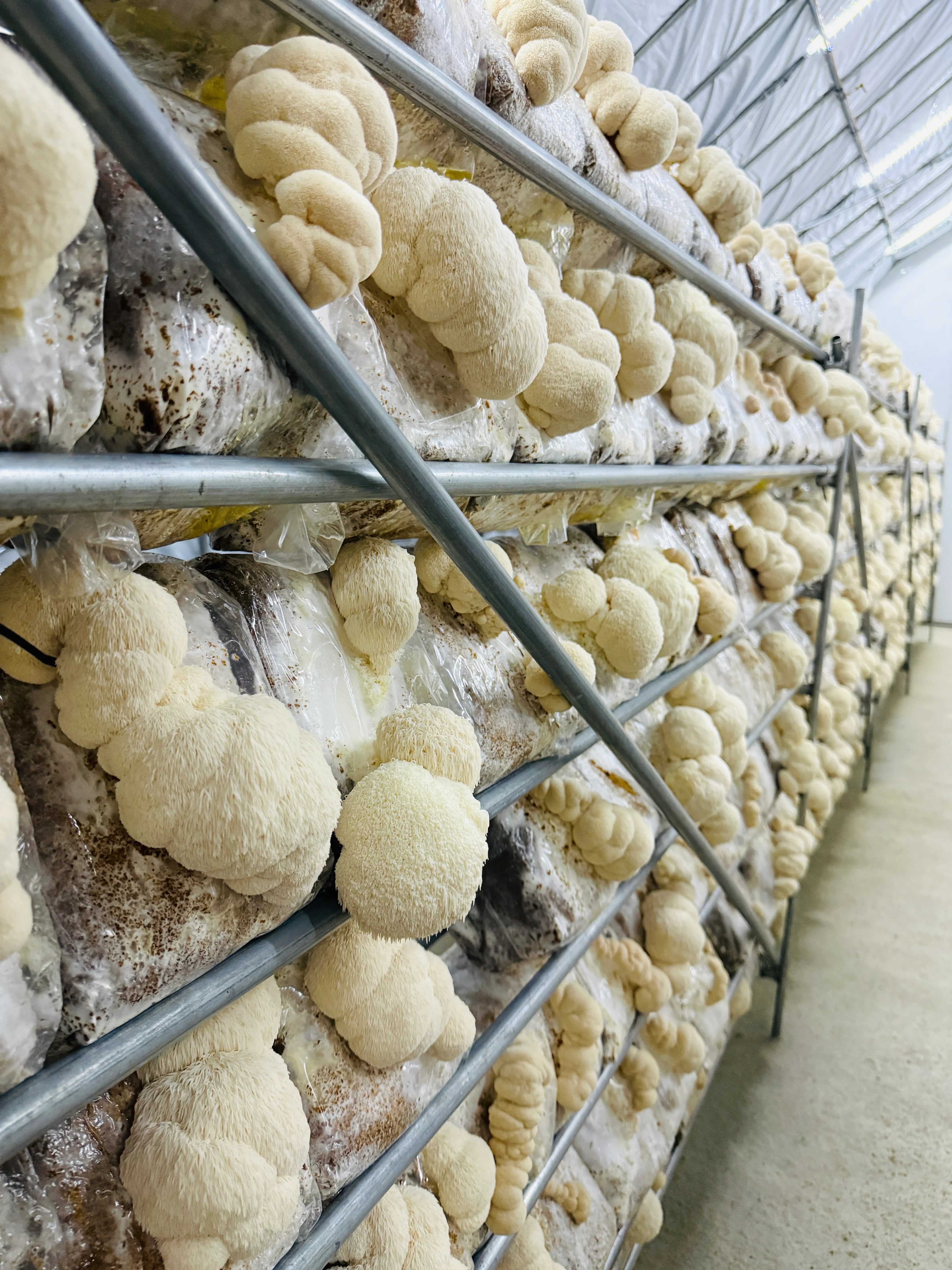 Organiskā Lion's Mane – kaltētu sēņu pulveris PLUS+