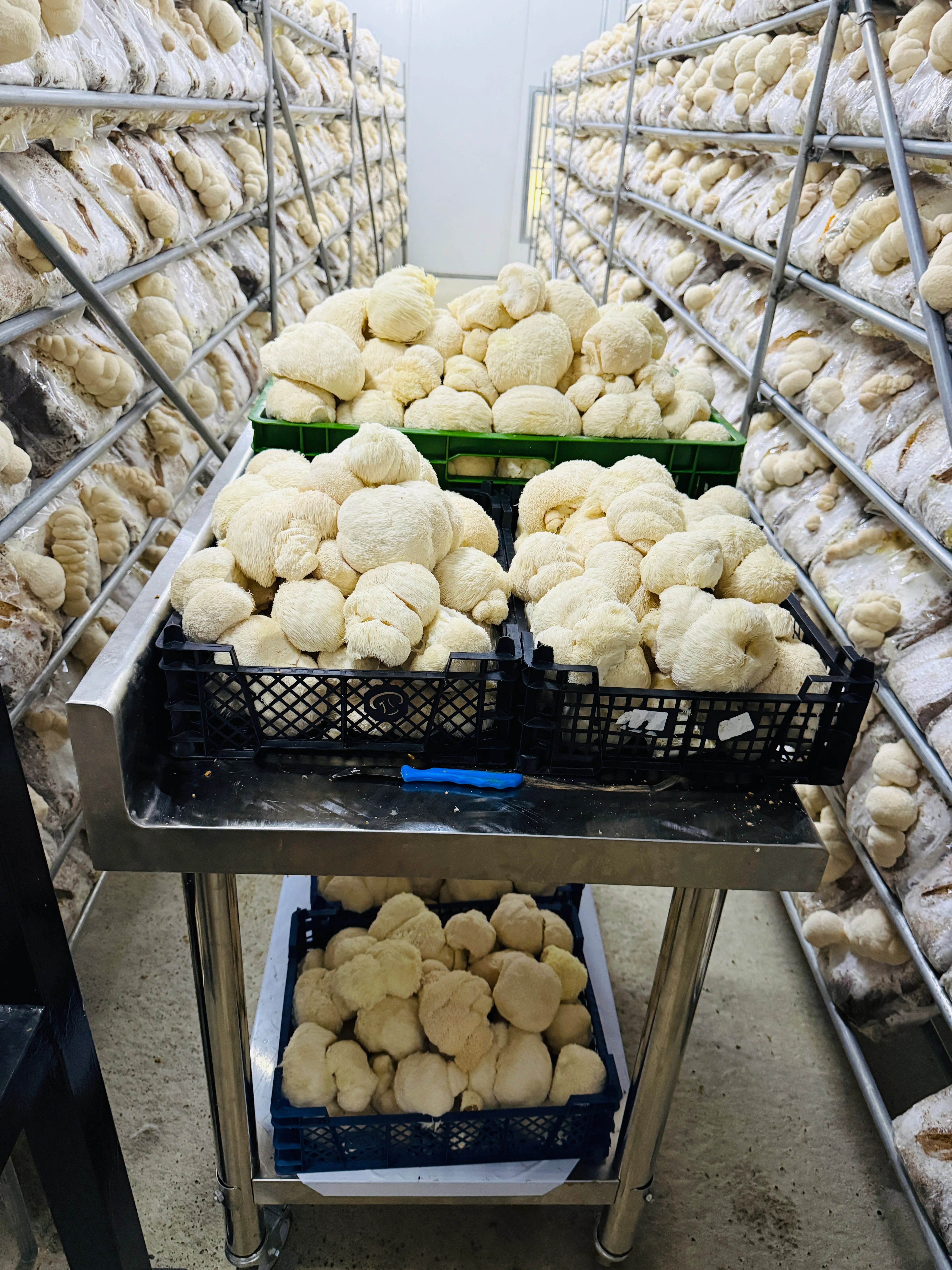 Organiskā Lion's Mane – kaltētu sēņu pulveris PLUS+