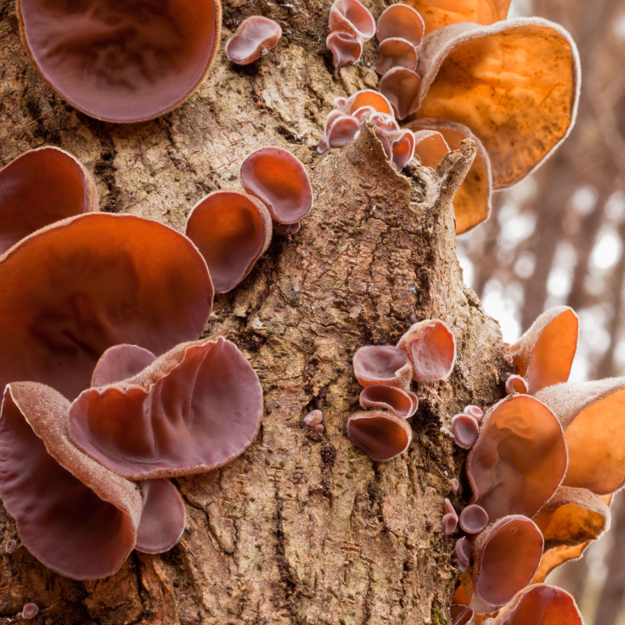 Auricularia (ausiagrybio) skystas ekstraktas - tinktūra (MAISTO PAPILDAS) 100 ml