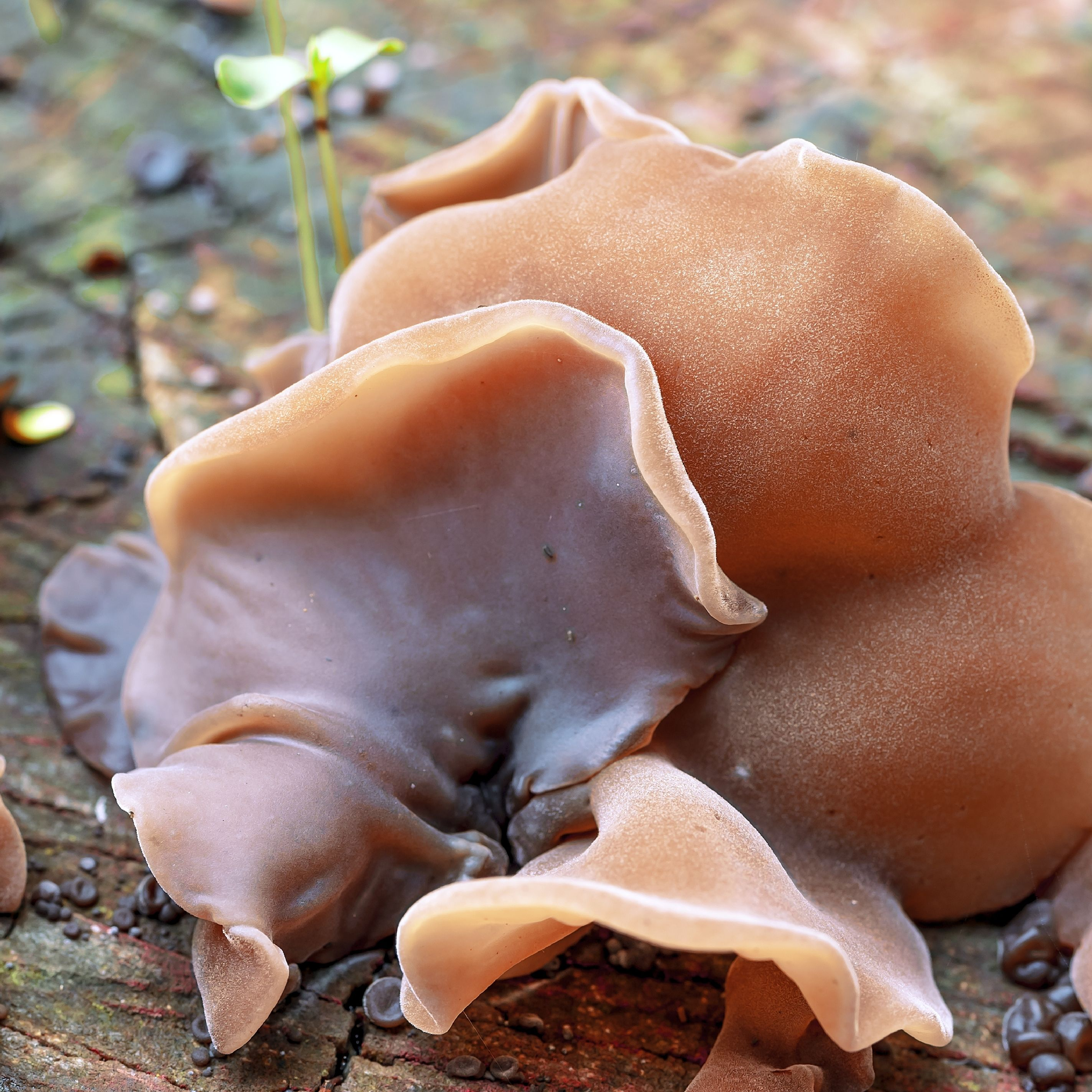 Organiskā Auricularia auricula – kaltētu sēņu pulveris