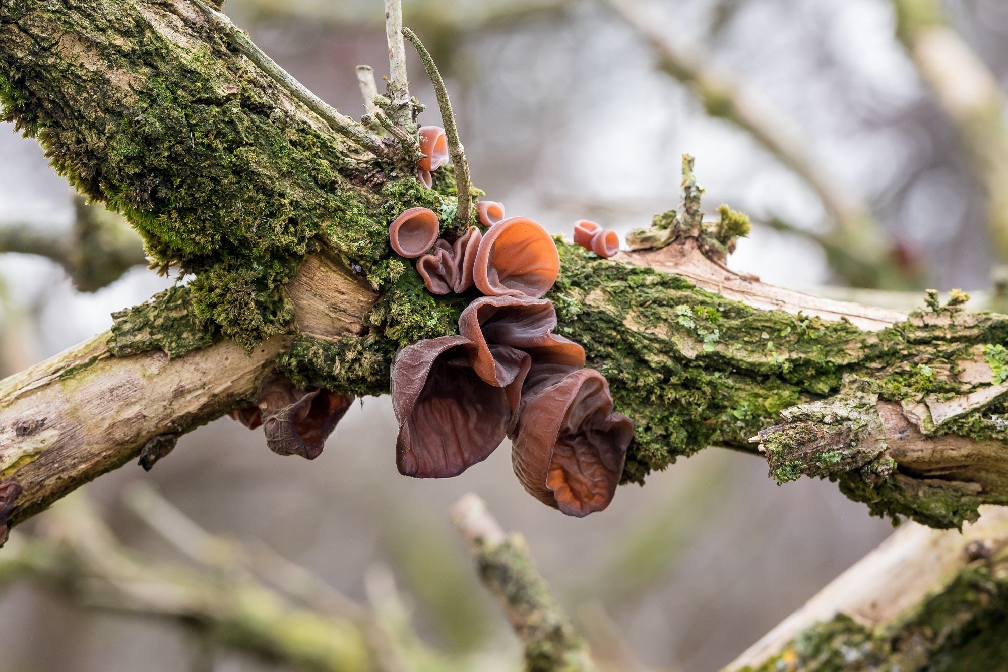 Organiskā Auricularia auricula – kaltētu sēņu pulveris