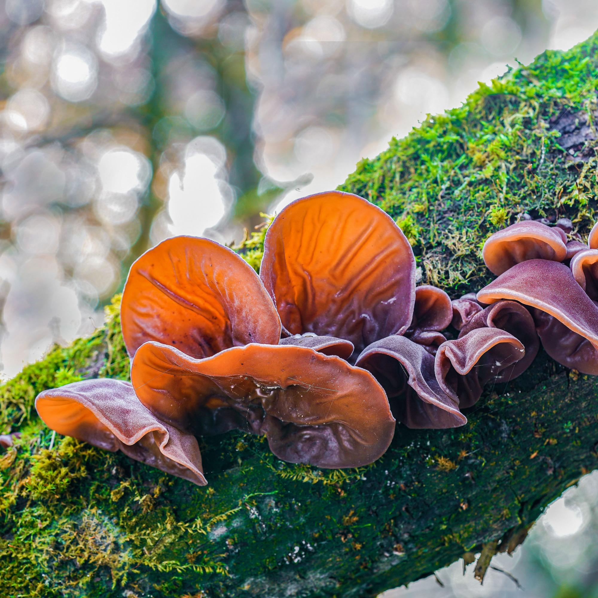 Auricularia šķidrais ekstrakts - tinktūra (UZTURA BAGĀTINĀTĀJS) 100 ml
