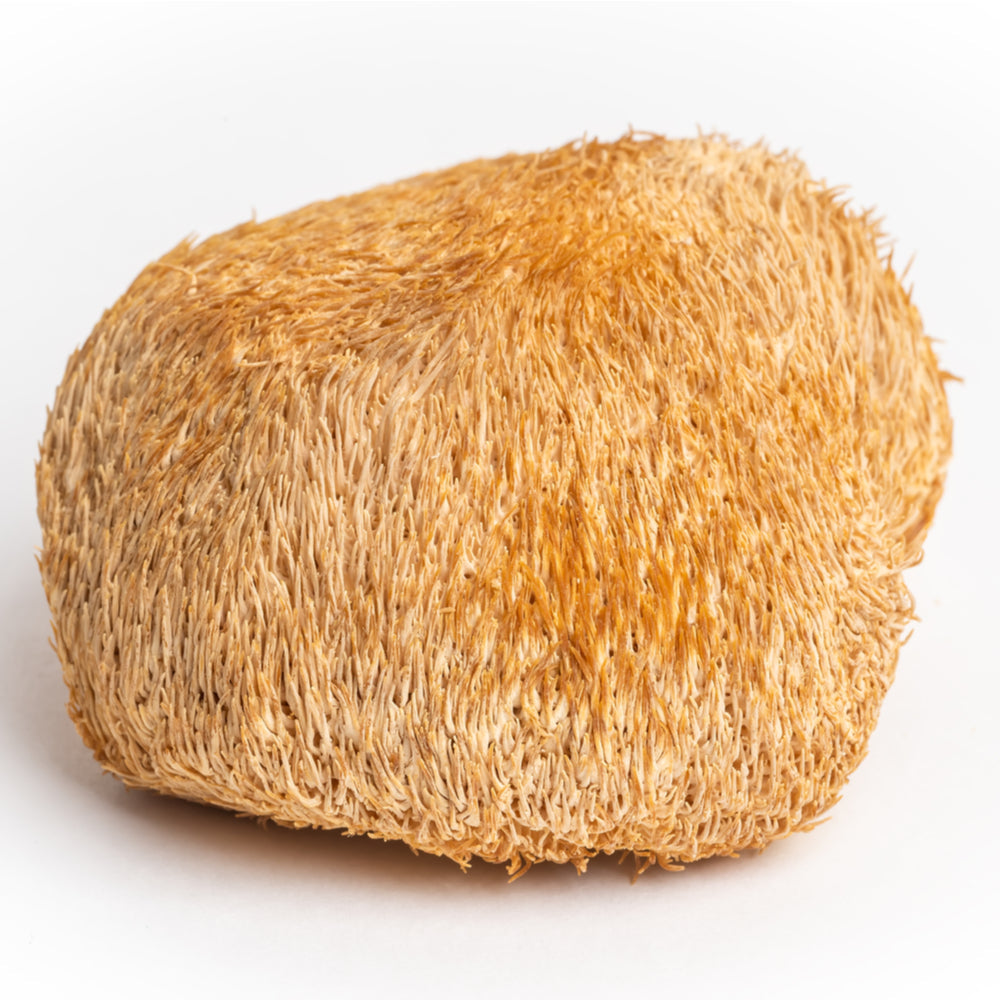 Organiskā Lion's Mane – kaltētu sēņu pulveris