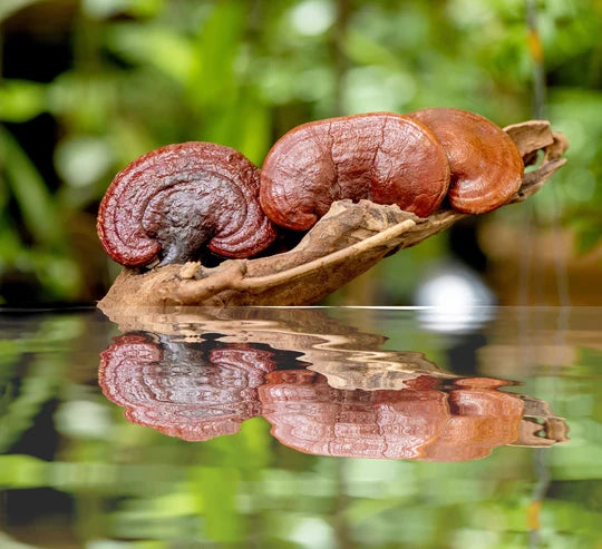 Ekoloģiskās Reishi kapsulas PLUS+