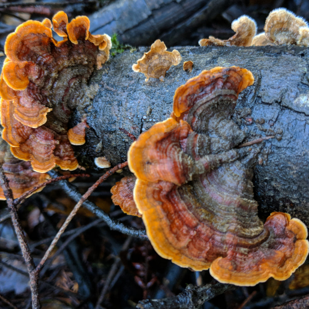 Organic −Turkey Tail − kaltētu sēņu pulveris