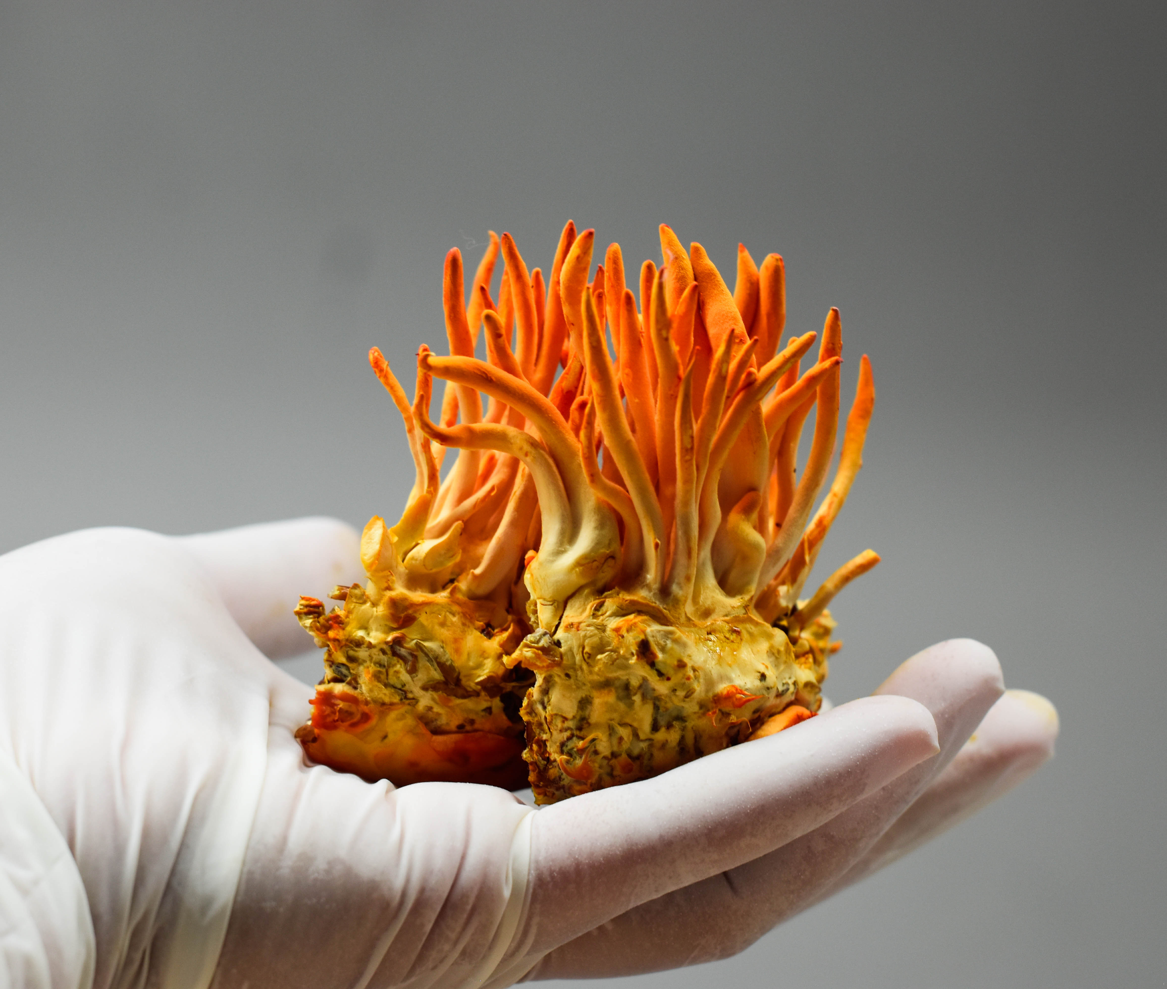 Biohakerio rinkinys (Maisto papildas). Cordyceps + Lion's mane + Reishi