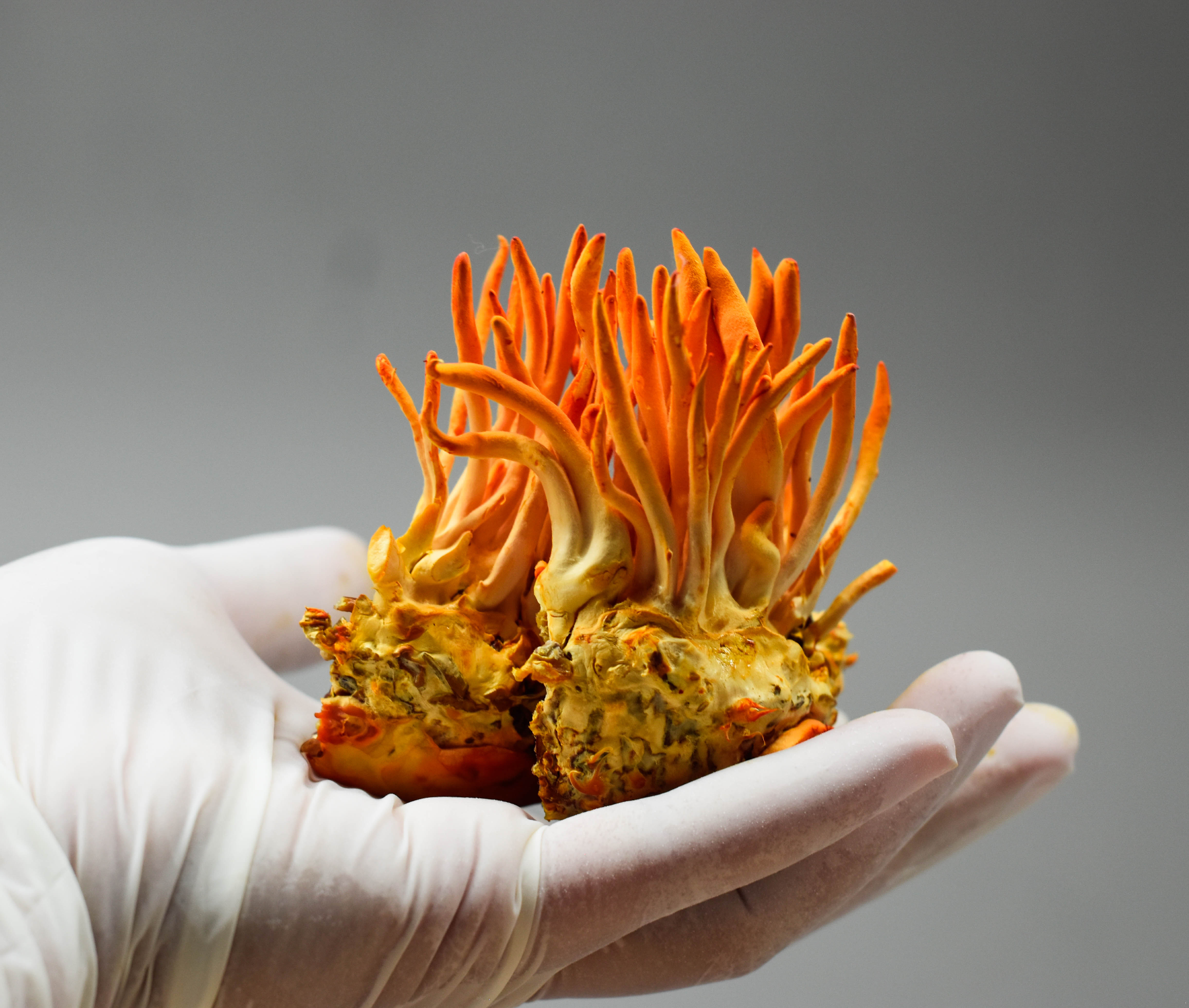 Biohakera komplekts (uztura bagātinātājs)