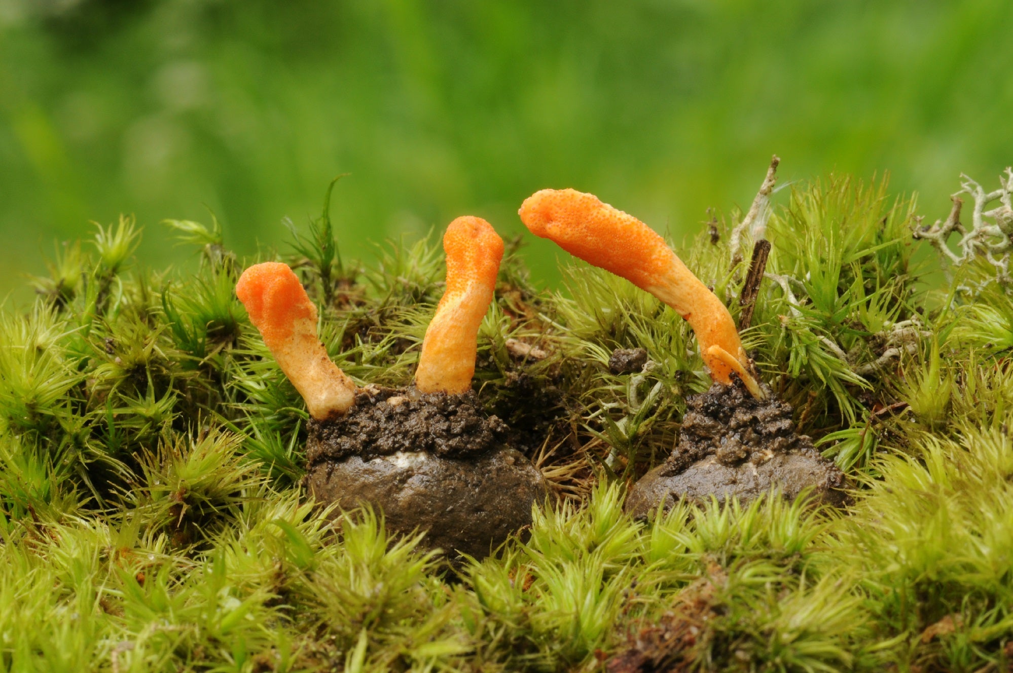 Organiskās ķīniešu kordicepsa kapsulas (uztura bagātinātājs)