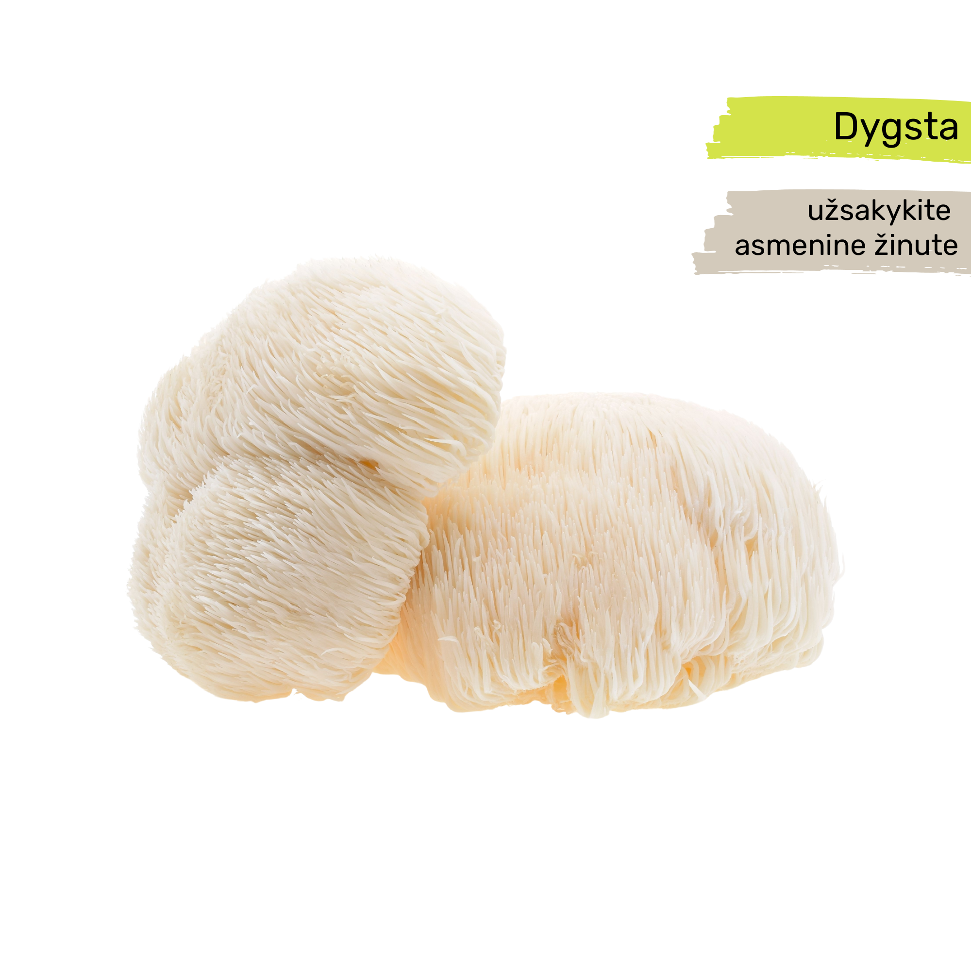 Svaigas Lion's Mane sēnes