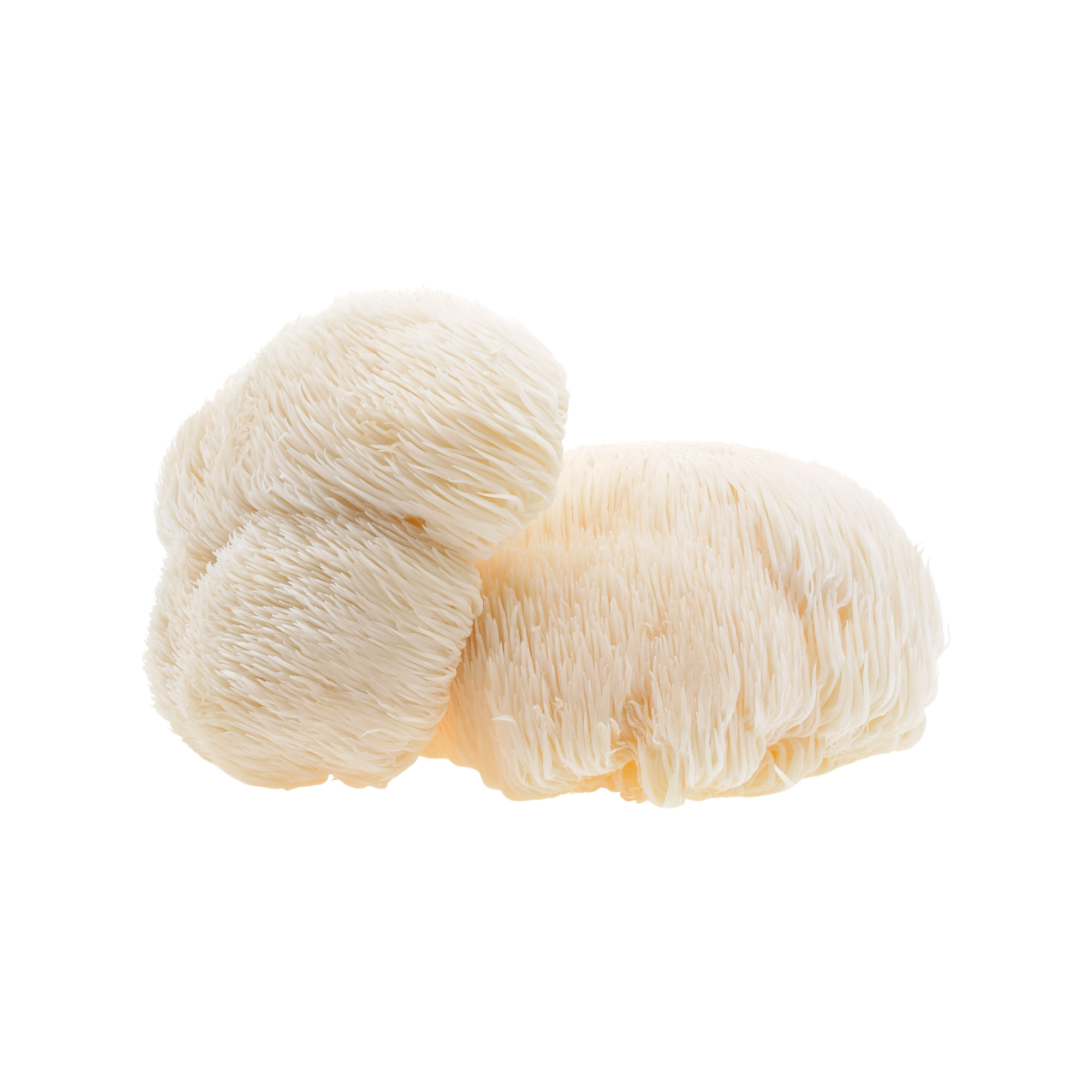 Svaigas Lion's Mane sēnes