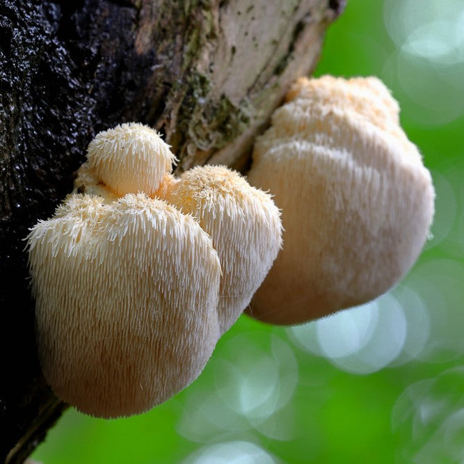 Organiskās Lion's mane kapsulas (uztura bagātinātājs)