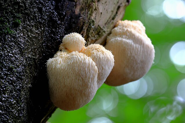 Biohakera komplekts (uztura bagātinātājs)