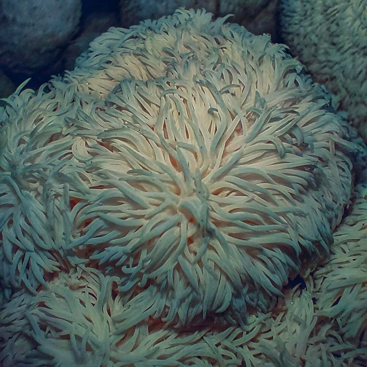 Organiskā Lion's Mane – kaltētu sēņu pulveris