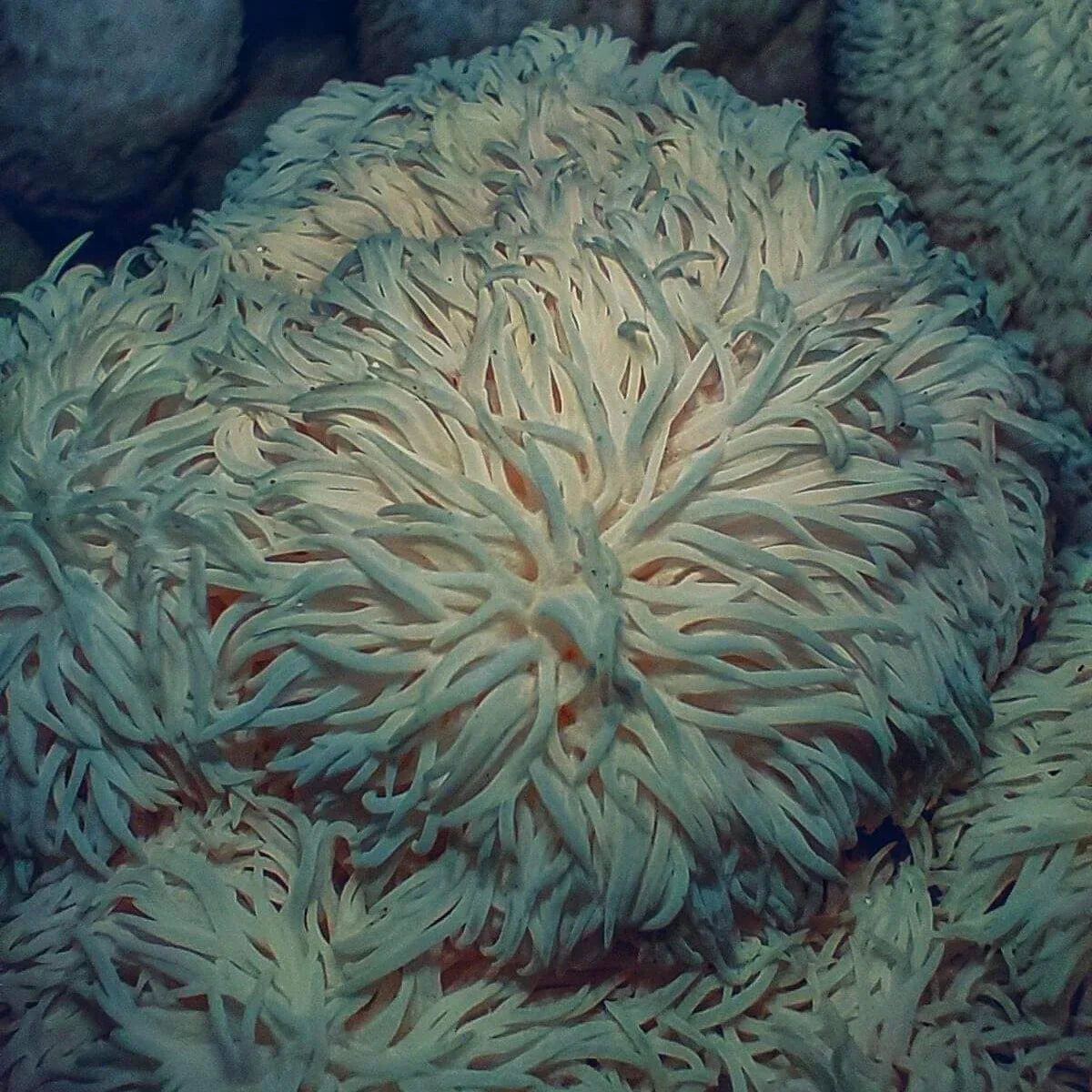 Organiskās Lion's mane kapsulas (uztura bagātinātājs)
