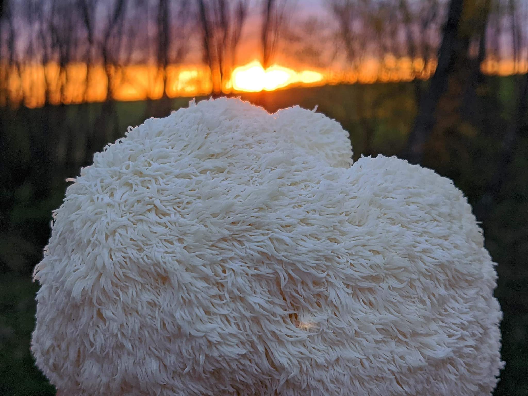 Organiskās Lion's mane kapsulas (uztura bagātinātājs)