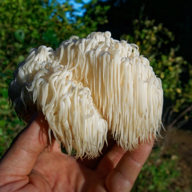 Biohakerio rinkinys (Maisto papildas). Cordyceps + Lion's mane + Reishi