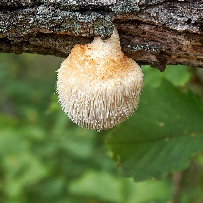 Lion's Mane sēņu ekstrakts − tinktūra (UZTURA BAGĀTĀTĀJS). JAUNA RECEPTE (100 ml)