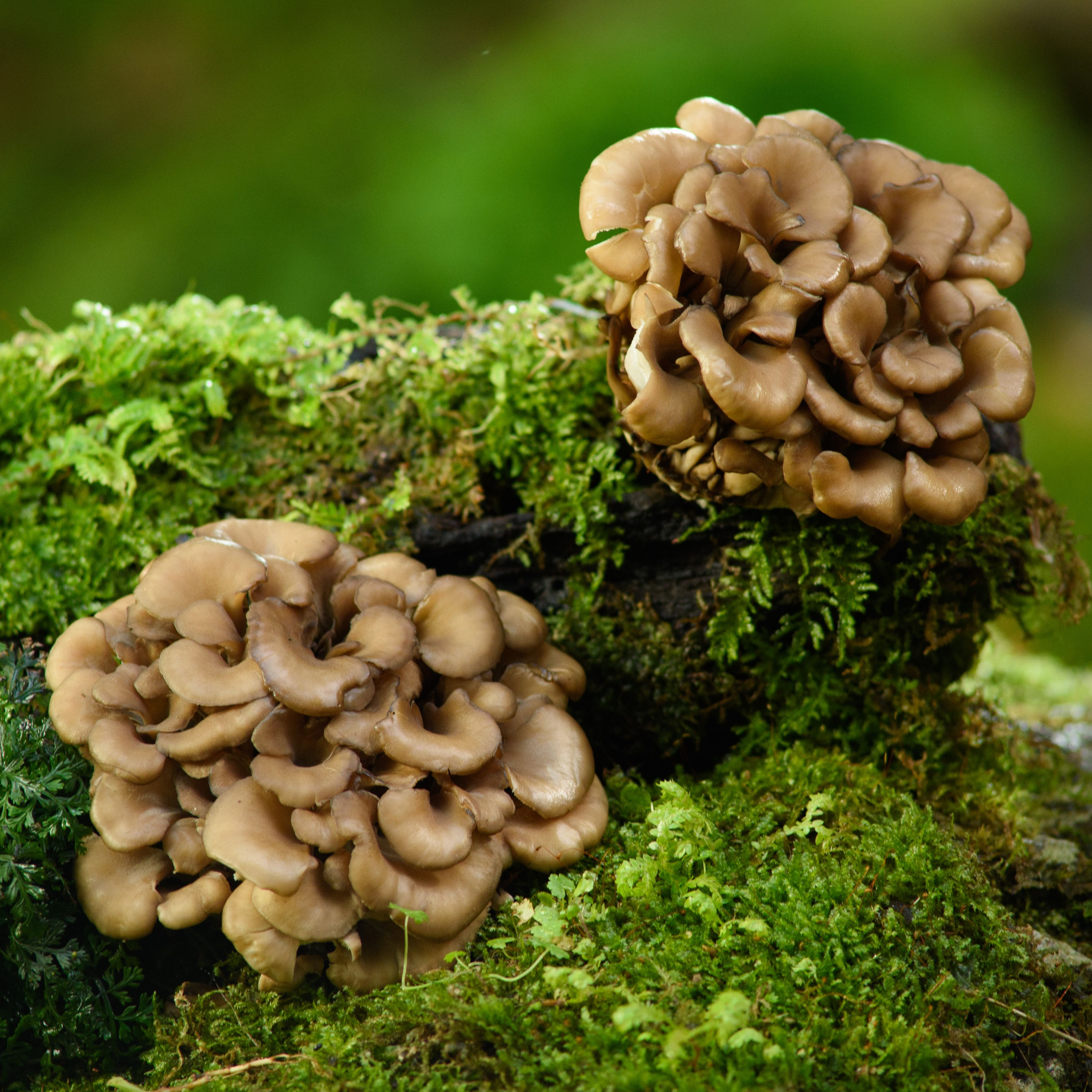 Ekoloģiskā Maitake (Grifola frondosa) – kaltētu sēņu pulveris