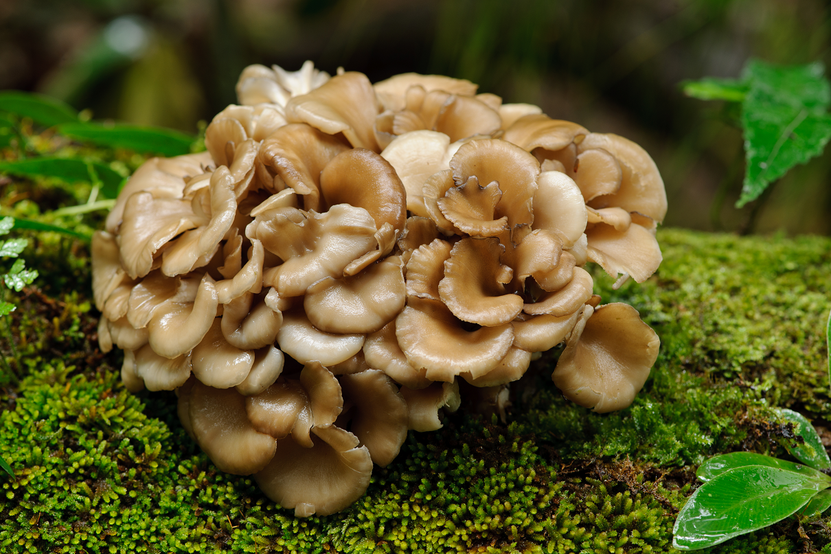 Organiskās Maitake kapsulas (uztura bagātinātājs)