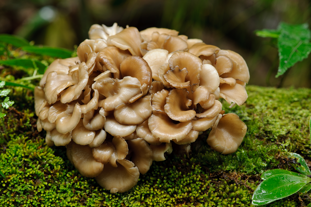 Organiskās Maitake kapsulas (uztura bagātinātājs)