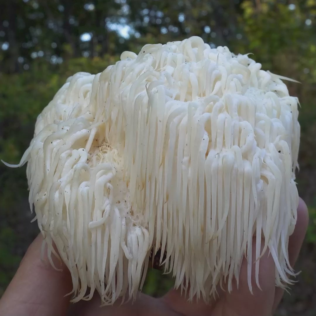 Organiskās Lion's mane kapsulas (uztura bagātinātājs)