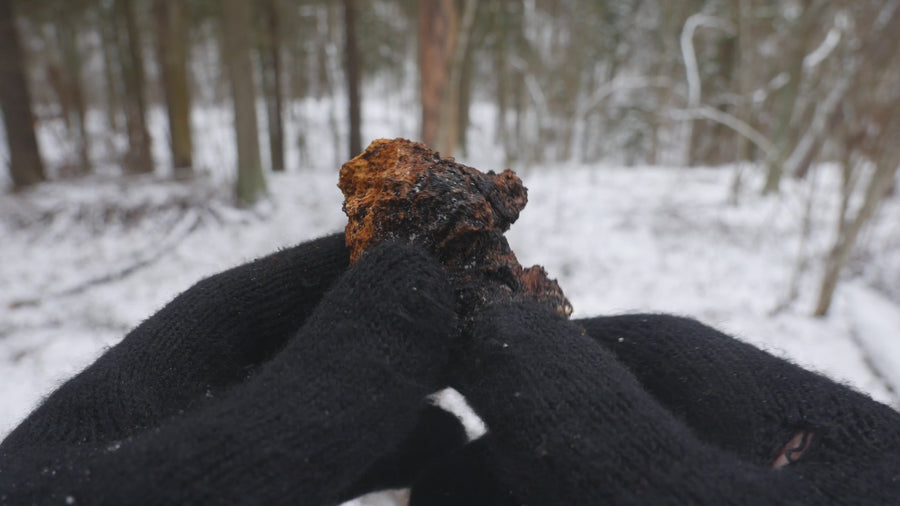 Organiskās Čaga (melnās bērzu piepes) pulveris. Uztura bagātinātājs