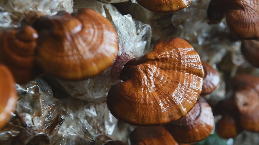 Reishi sēņu ekstrakts − tinktūra (UZTURA BAGĀTINĀTĀJS). JAUNA RECEPTE (100 ml)