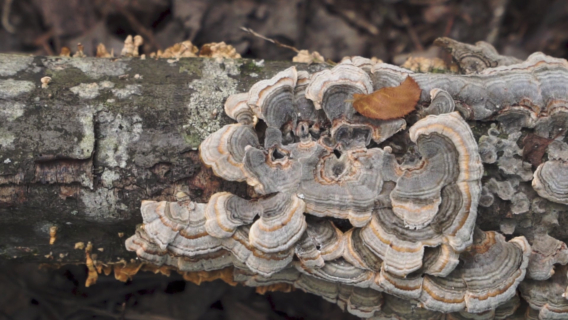 Organic −Turkey Tail − kaltētu sēņu pulveris