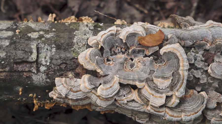 Organic −Turkey Tail − kaltētu sēņu pulveris