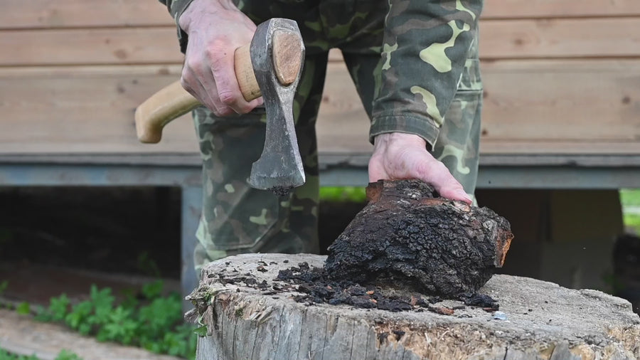 Organiskās Čaga (melnās bērzu piepes) pulveris. Uztura bagātinātājs