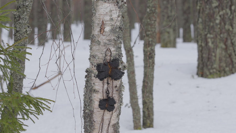 Organiskās Čaga (melnās bērzu piepes) pulveris. Uztura bagātinātājs