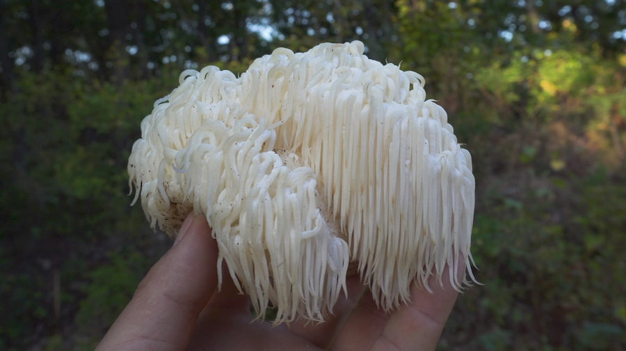 Svaigas Lion's Mane sēnes