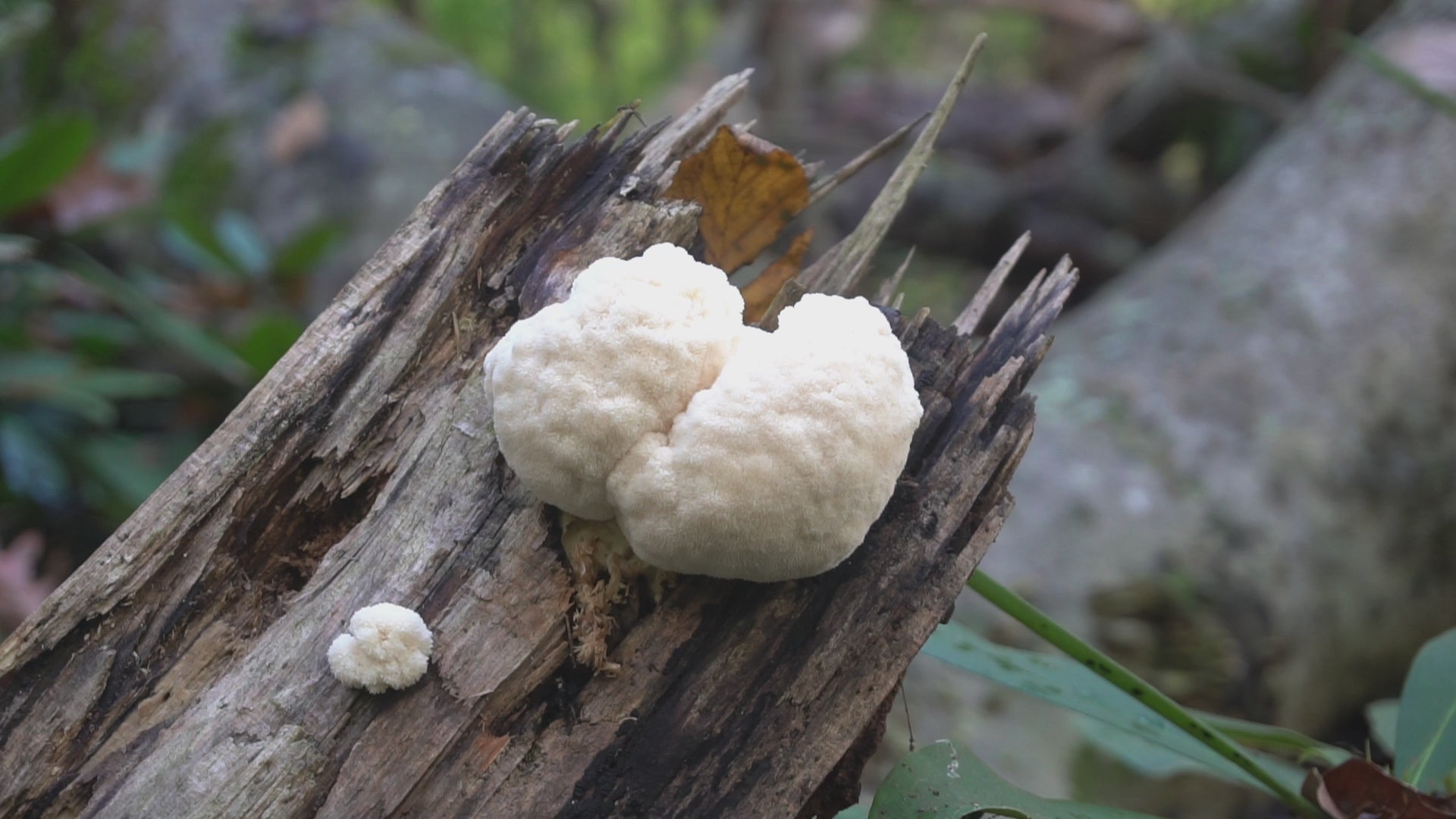 Ekologiški Lion's Mane (gericijaus) - džiovintų grybų milteliai