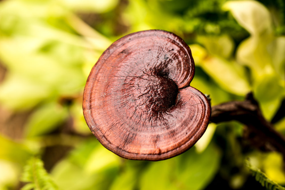 Reishi sēņu ekstrakts − tinktūra (UZTURA BAGĀTINĀTĀJS). JAUNA RECEPTE (100 ml)