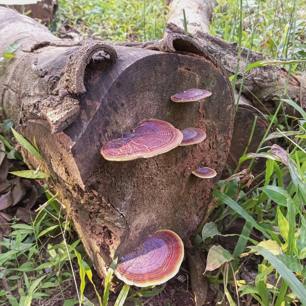EZĪŅU SĪRUPS IMUNITĀTEI. Uztura bagātinātājs