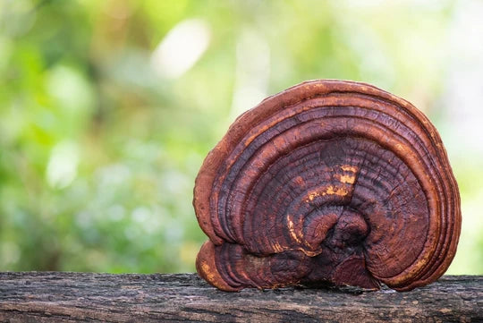 Īpaši koncentrēts dubultais Reishi ekstrakts. 100 ml