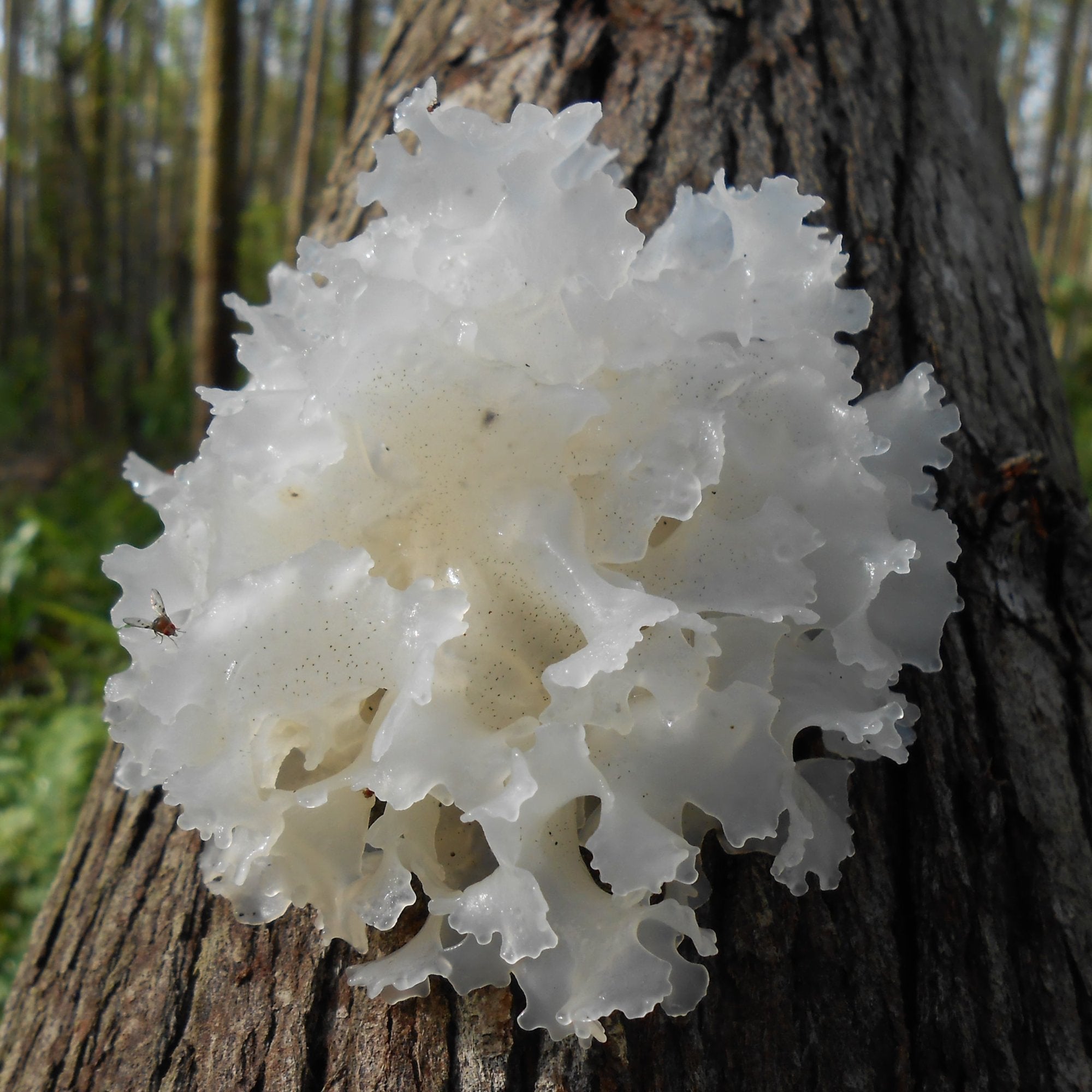 tremella sēne ādai