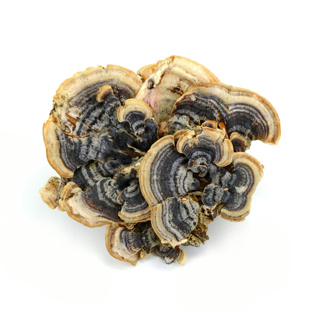 Organic −Turkey Tail − kaltētu sēņu pulveris