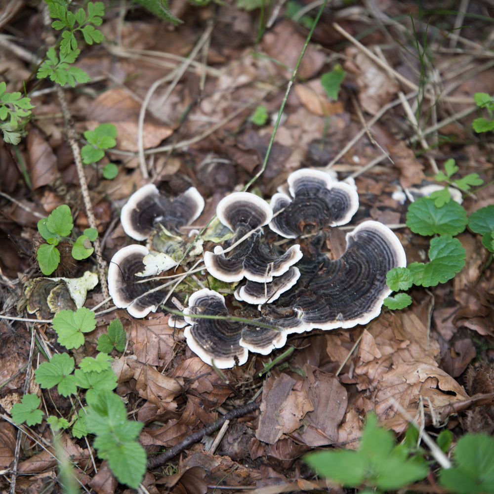 Organic −Turkey Tail − kaltētu sēņu pulveris