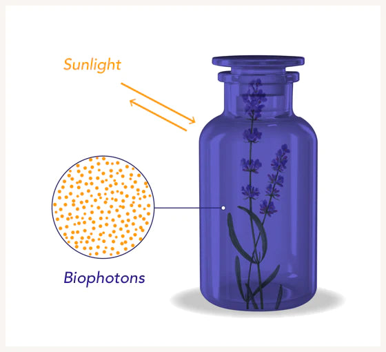 Biohacker komplekts (uztura bagātinātājs). Kordicepss + Lauvas krēpes + Reiši